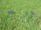IMG 0636